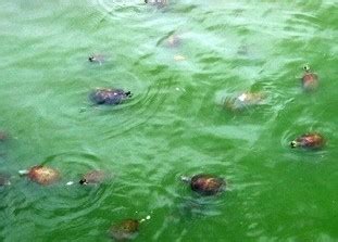 夢見烏龜在水裡 樟樹風水